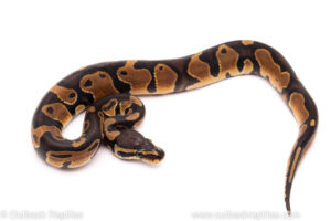African Import ball python for sale