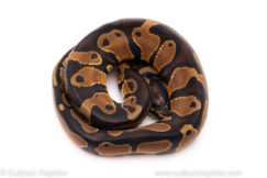 African Import ball python for sale