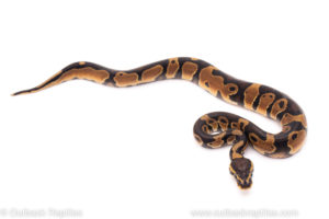 African Import ball python for sale