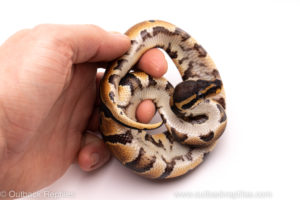 African Import ball python for sale