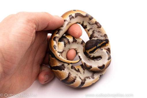 African Import ball python for sale
