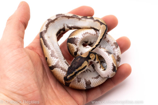 African Import ball python for sale