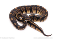 African Import ball python for sale