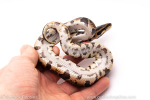 African Import ball python for sale