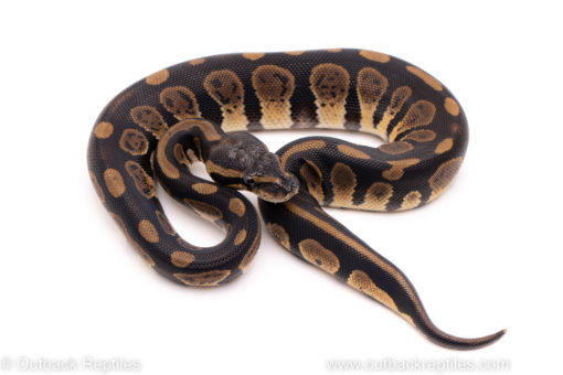 African Import ball python for sale