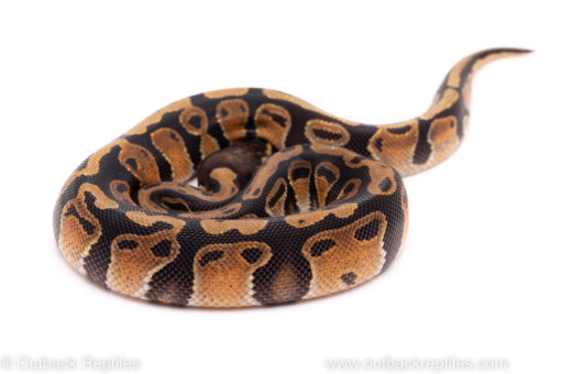 African Import ball python for sale