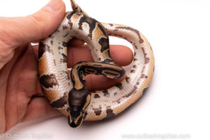 African Import ball python for sale