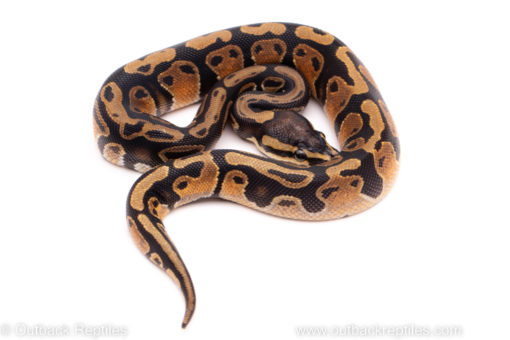 African Import ball python for sale
