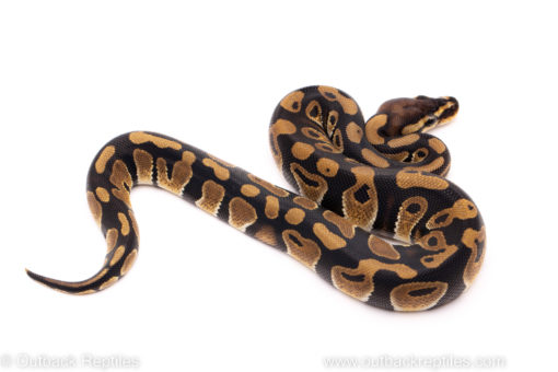 African Import ball python for sale