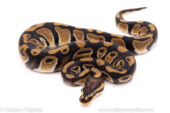 African Import ball python for sale