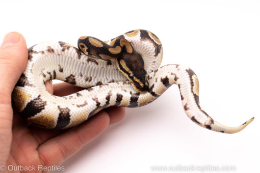 African Import ball python for sale