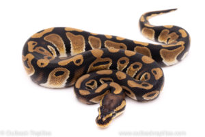 African Import ball python for sale