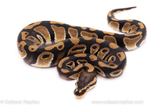 African Import ball python for sale