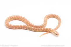 albino florida kingsnake reptiles for sale