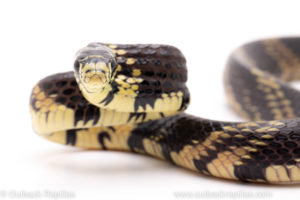 tiger ratsnake reptiles for sale