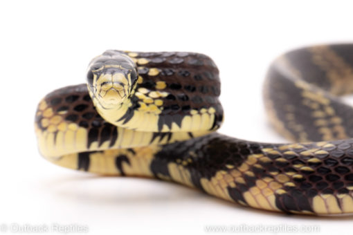tiger ratsnake reptiles for sale