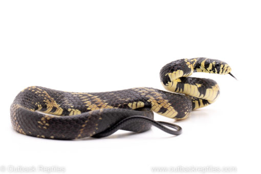tiger ratsnake reptiles for sale