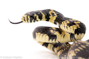 tiger ratsnake reptiles for sale