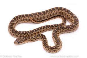 het striped bullsnake reptiles for sale