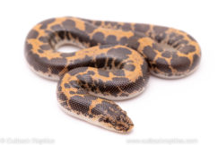 kenyan sand boa reptiles for sale
