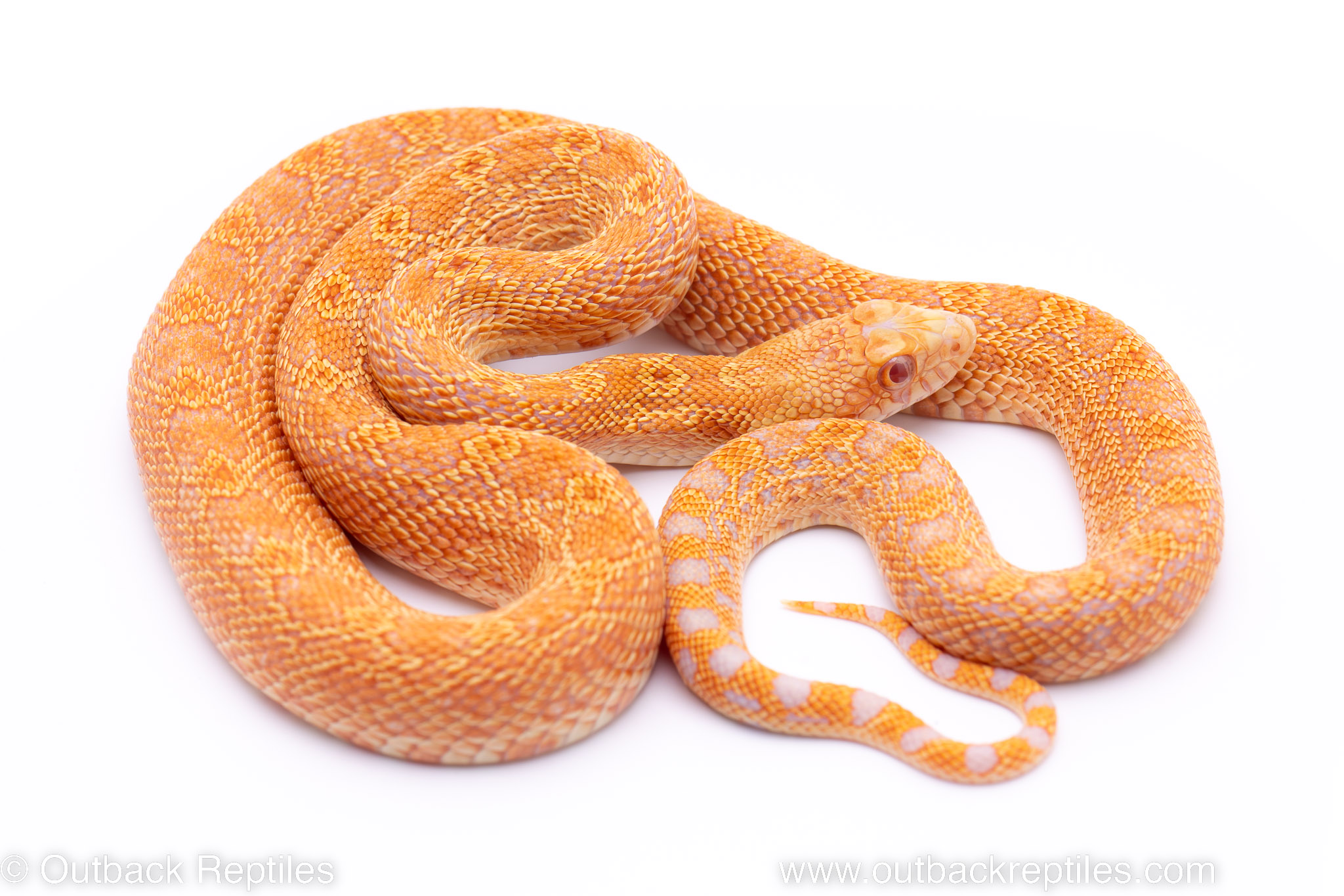 Red Snakes Bull Snake