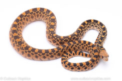Red hypo albino bullsnake reptiles for sale