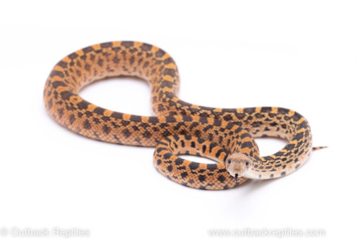 Red hypo albino bullsnake reptiles for sale