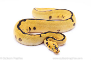 spotnose enchi leopard clown Ball pythons for sale