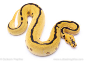 spotnose enchi leopard clown Ball pythons for sale