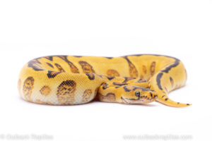 spotnose enchi red stripe clown Ball pythons for sale