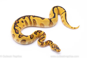 spotnose enchi red stripe clown Ball pythons for sale