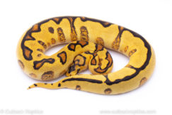 spotnose enchi red stripe clown Ball pythons for sale