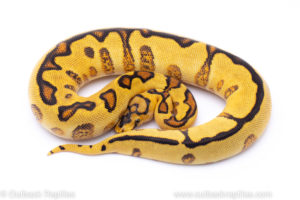 spotnose enchi red stripe clown Ball pythons for sale