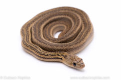striped bullsnake reptiles for sale