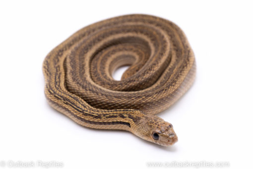 striped bullsnake reptiles for sale