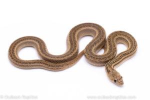 striped bullsnake reptiles for sale