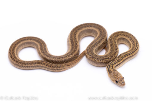 striped bullsnake reptiles for sale