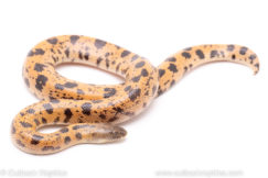 sunburst saharan sand boa reptiles for sale