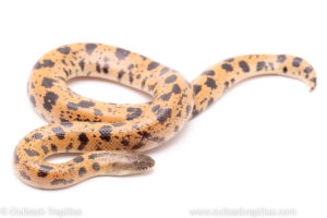sunburst saharan sand boa reptiles for sale