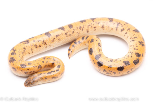 sunburst saharan sand boa reptiles for sale