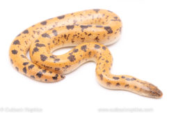 sunburst saharan sand boa reptiles for sale