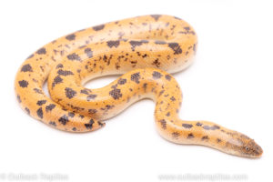 sunburst saharan sand boa reptiles for sale