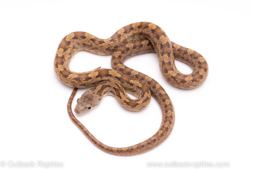 everglades ratsnake reptiles for sale