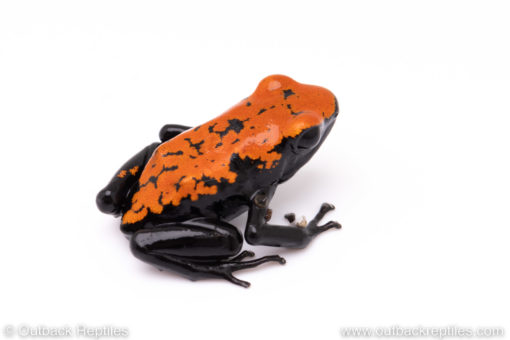 Adelphobates galactonotus poison dart frog for sale