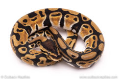 Africa Import dinker ball python for sale