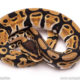 Africa Import dinker ball python for sale