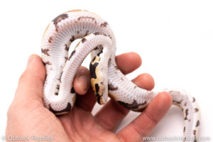 Africa Import dinker ball python for sale