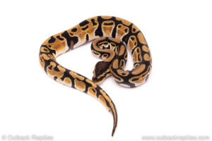 Africa Import dinker ball python for sale