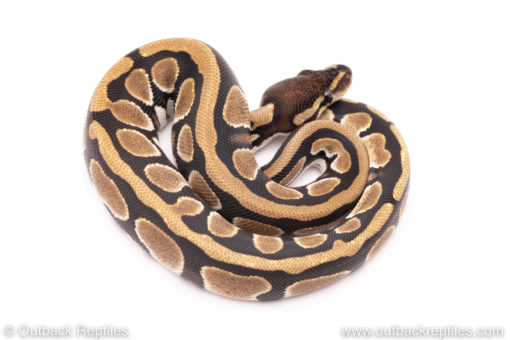 Dinker Africa Import ball python for sale