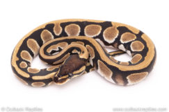 Dinker Africa Import ball python for sale
